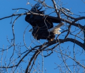 2016 11 21 RedWingEagles 004